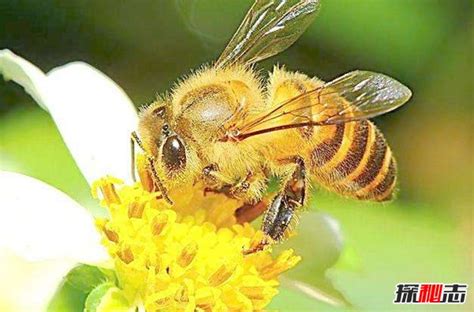 蜜蜂来家里